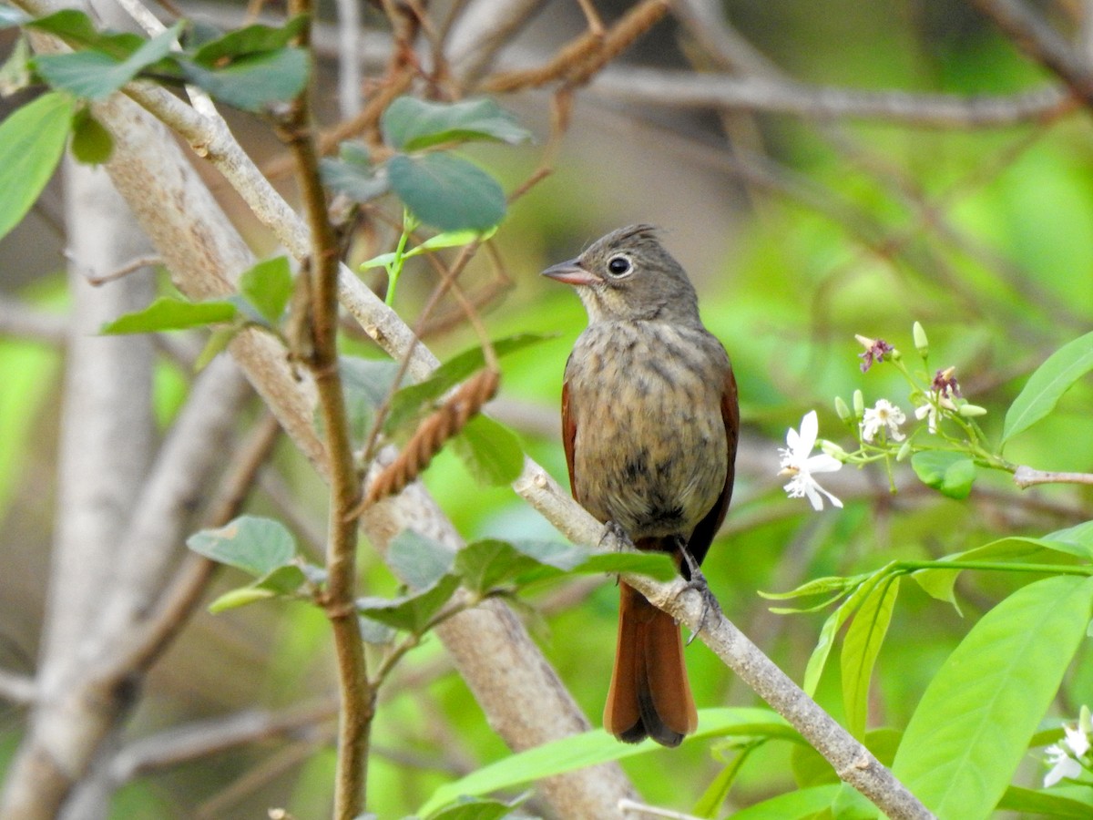 Crested Bunting - Vivek Chandran