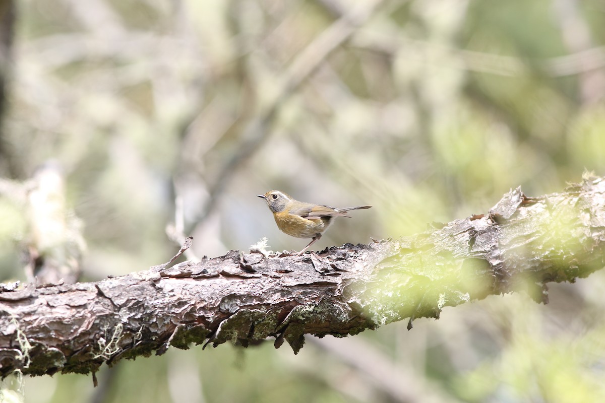 Collared Bush-Robin - 舜昌 蕭