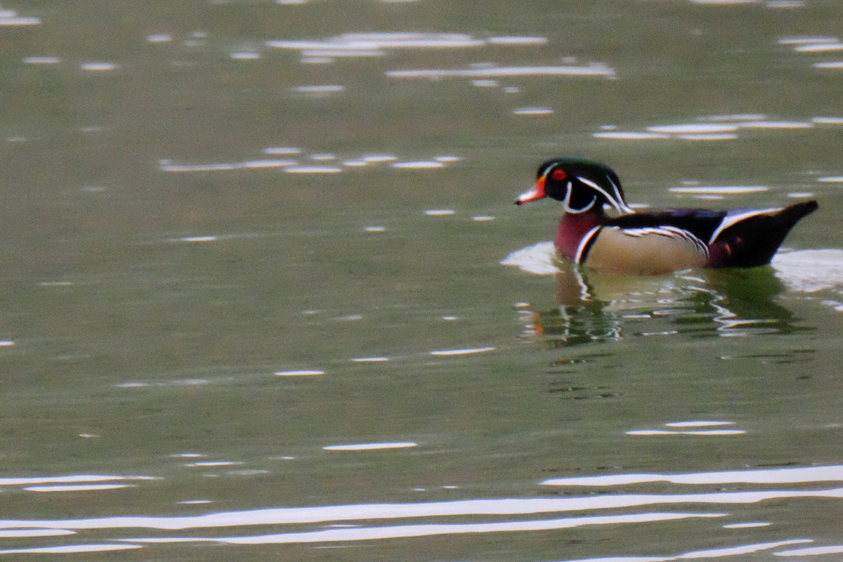 Wood Duck - ML147229031