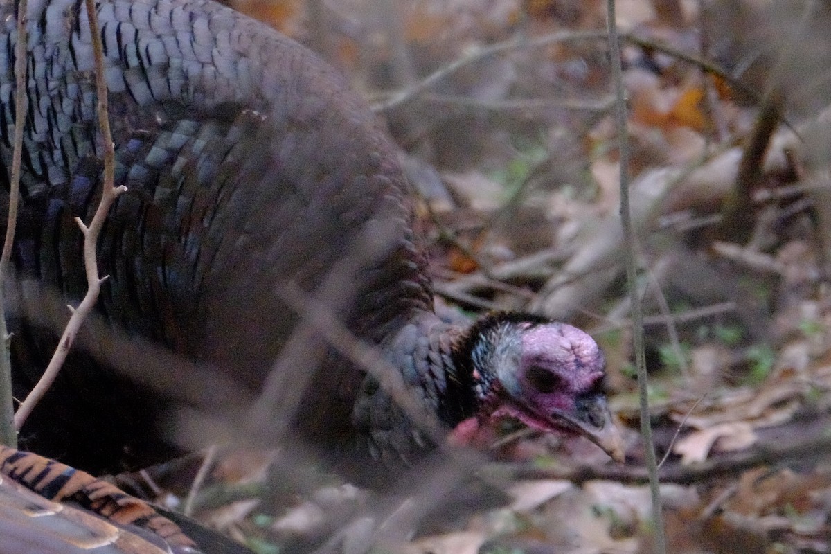 Wild Turkey - ML147229081