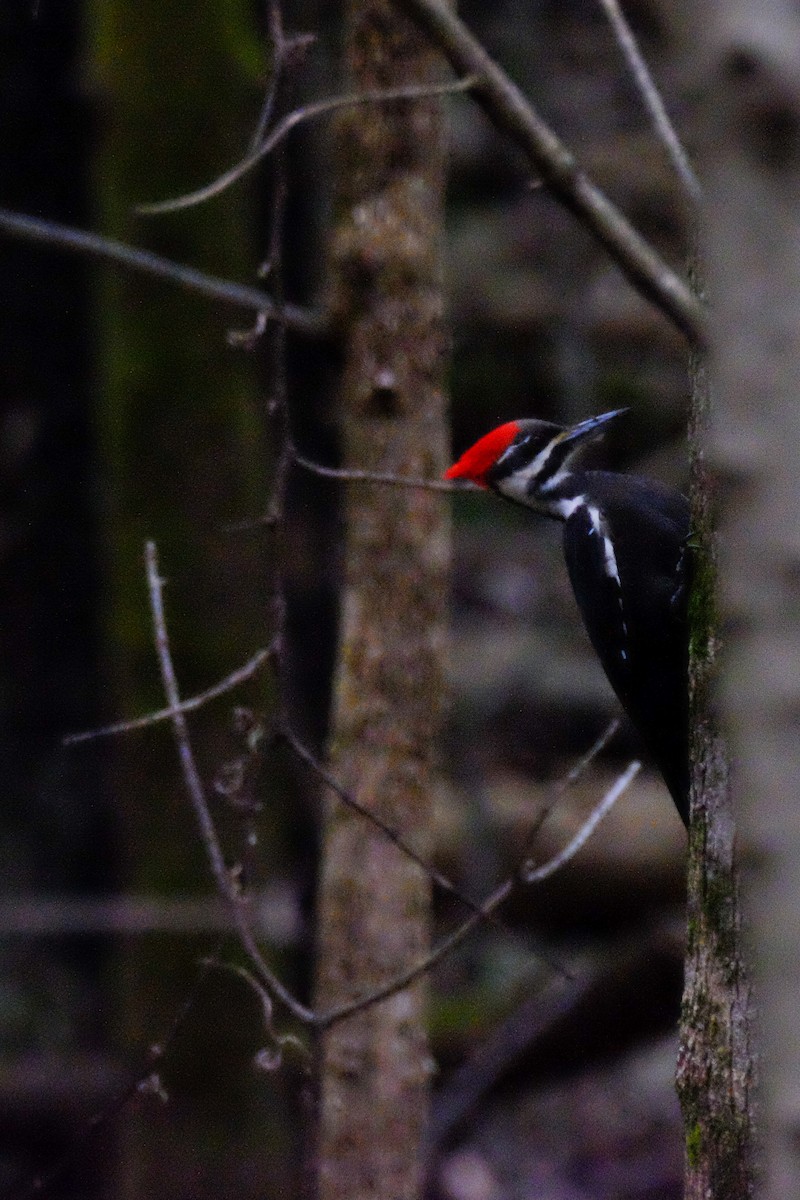 Downy Woodpecker - ML147229101