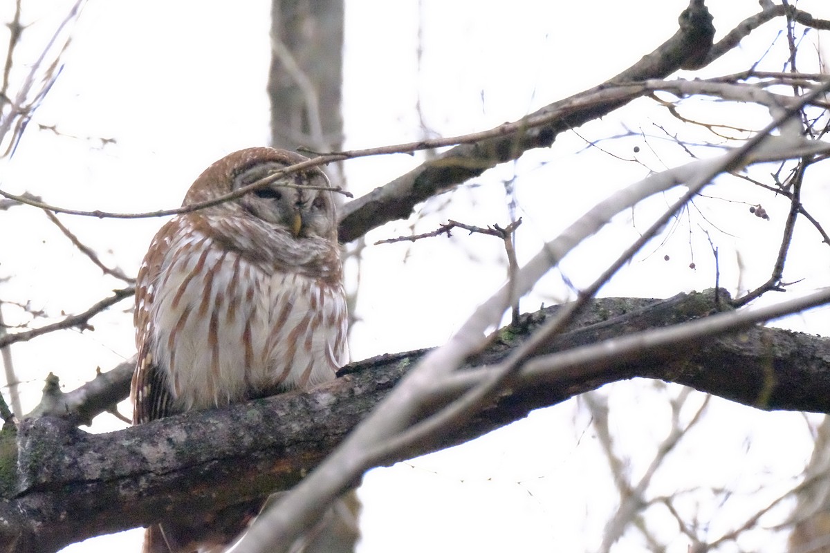 Barred Owl - ML147229161