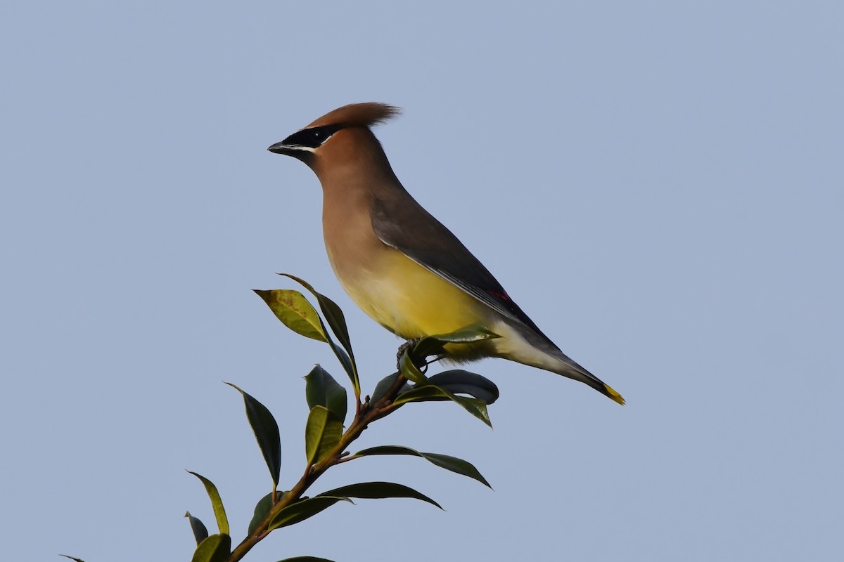 Cedar Waxwing - Steve Yarbrough