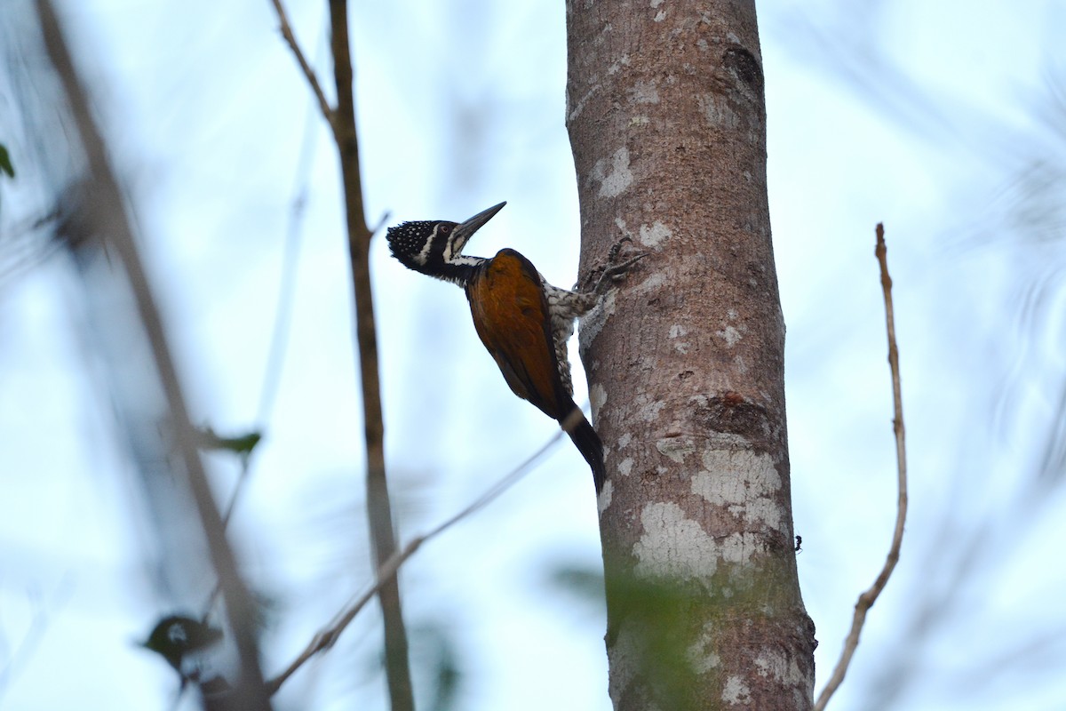 Greater Flameback - Vatcharavee Sriprasertsil