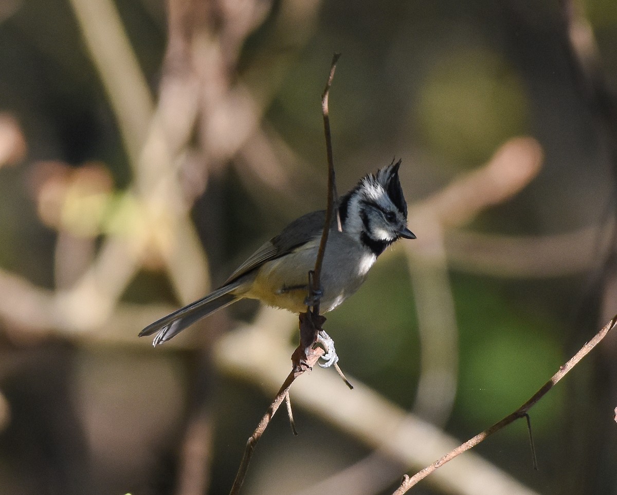 Bridled Titmouse - ML147229951