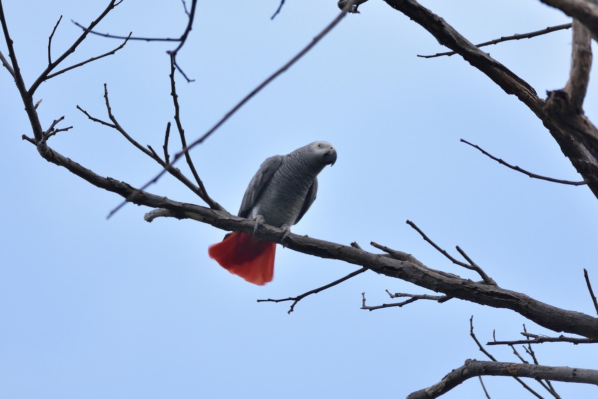 Gray Parrot - ML147230591