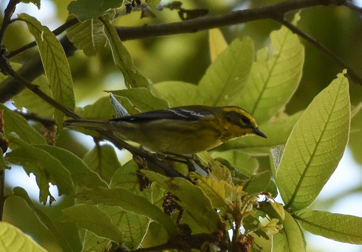 Townsend's Warbler - ML147232021