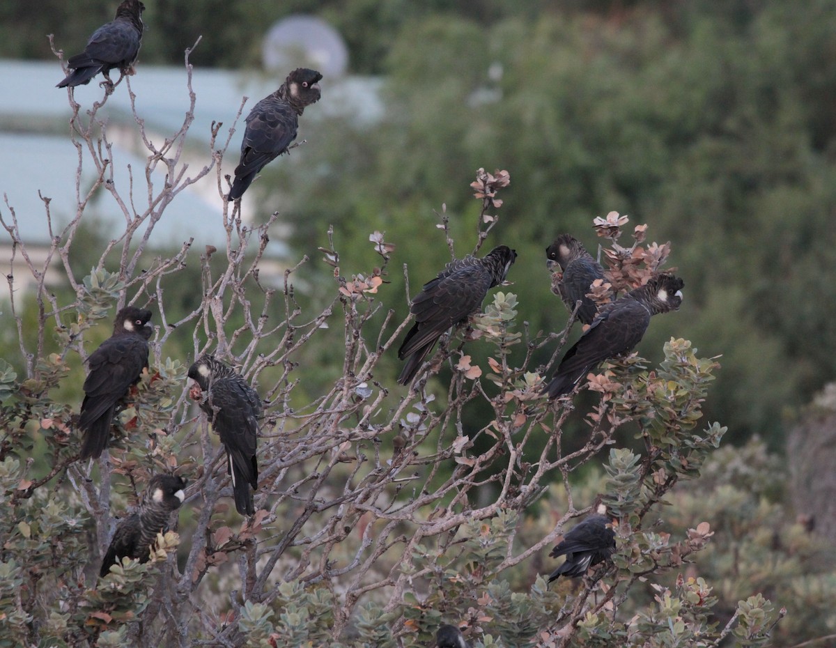 Carnaby's Black-Cockatoo - ML147232061