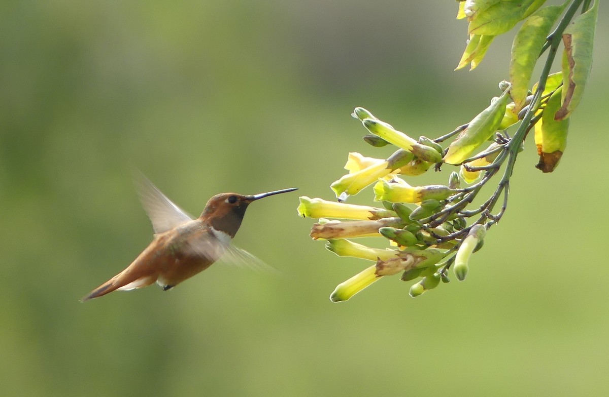 Rufous Hummingbird - ML147236171