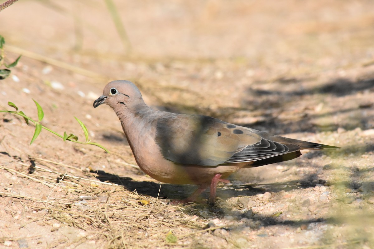 Eared Dove - ML147236571