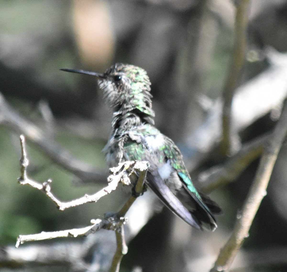 Glittering-bellied Emerald - ML147236641