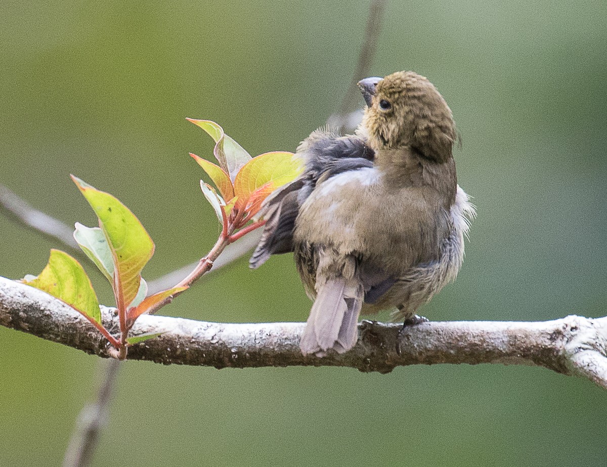 Variable Seedeater - ML147237531