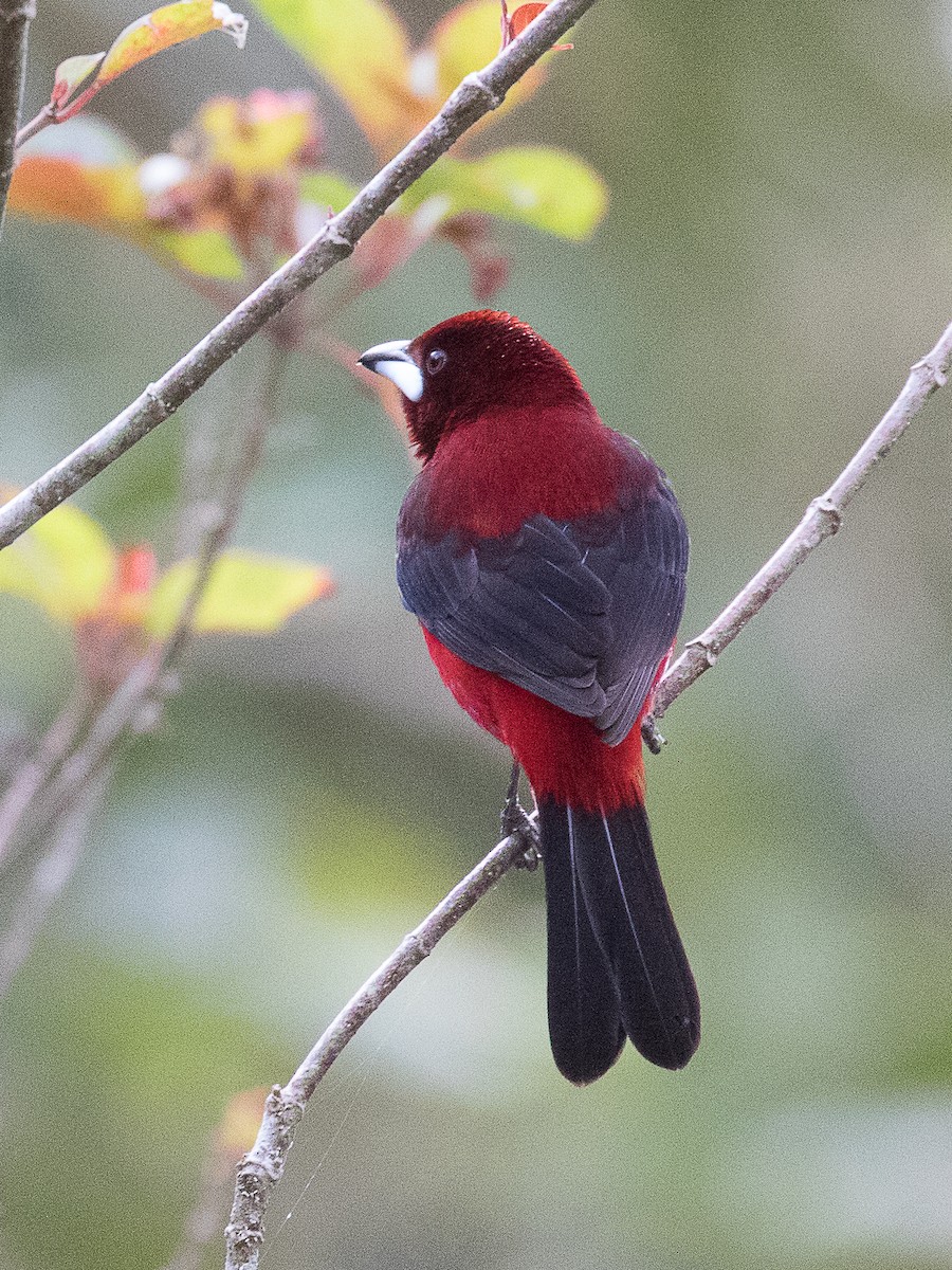 Crimson-backed Tanager - ML147237651