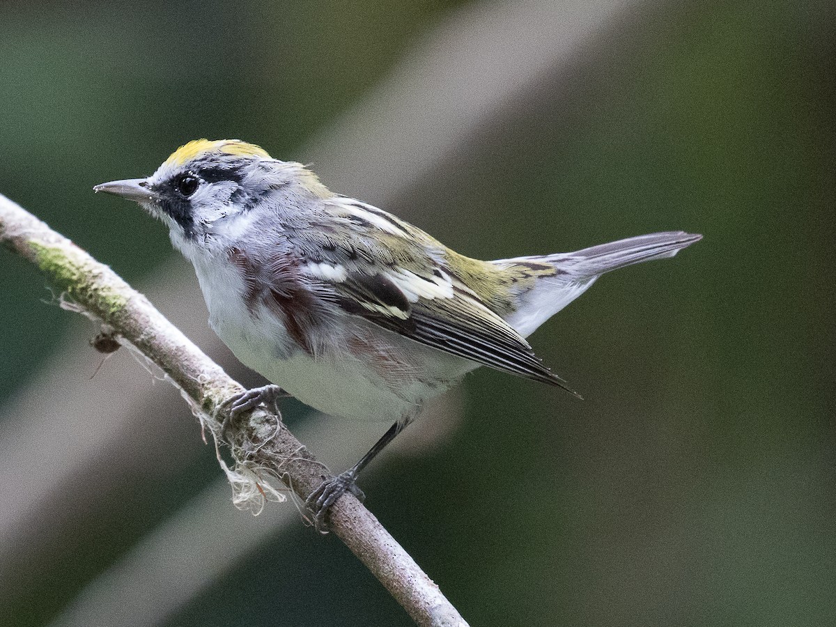 Chestnut-sided Warbler - ML147237791