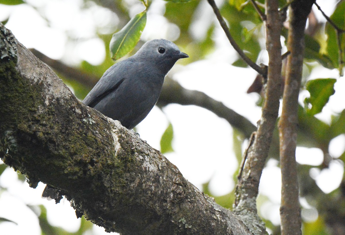 Gray Cuckooshrike - Kyle Kittelberger