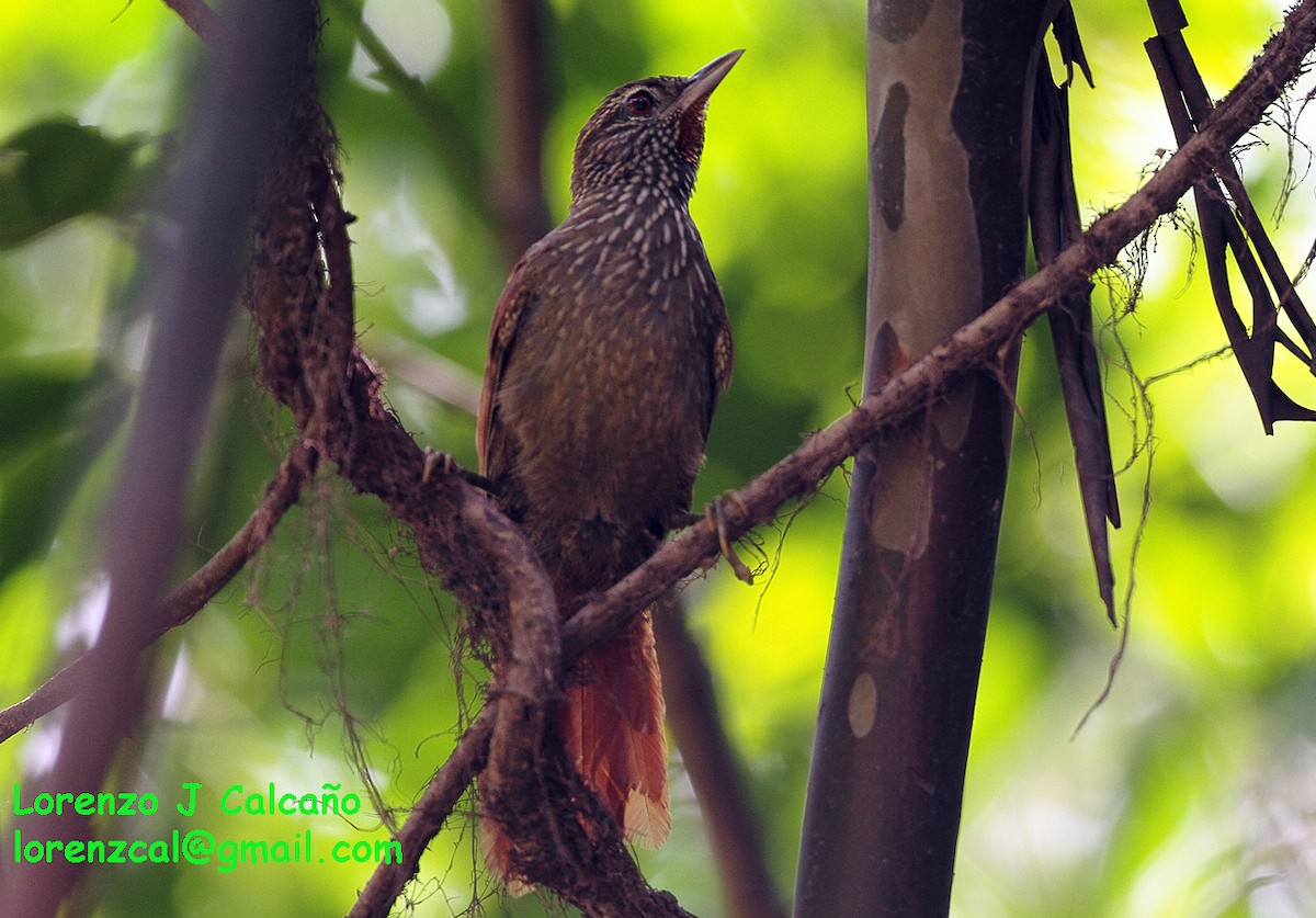 Orinoco Softtail - Lorenzo Calcaño