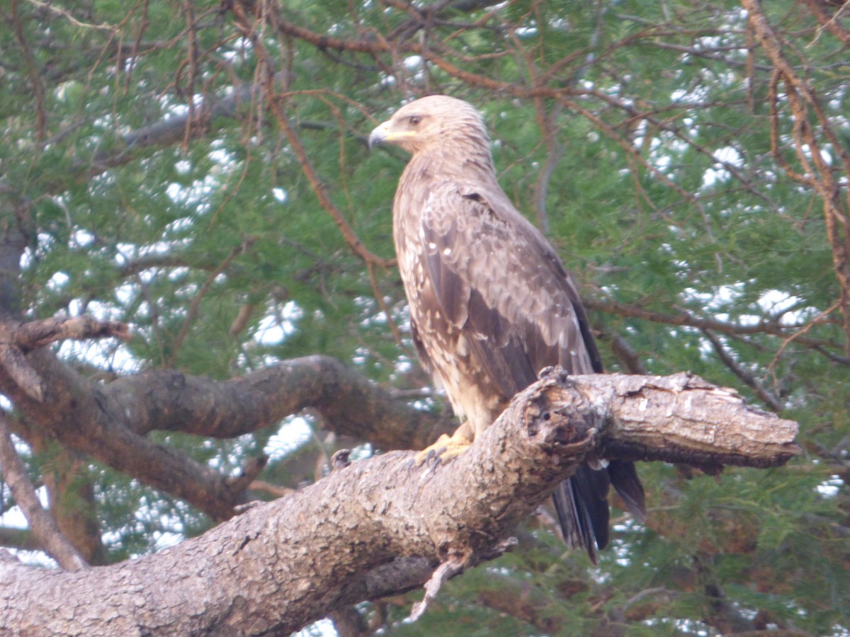 Tawny Eagle - ML147240731