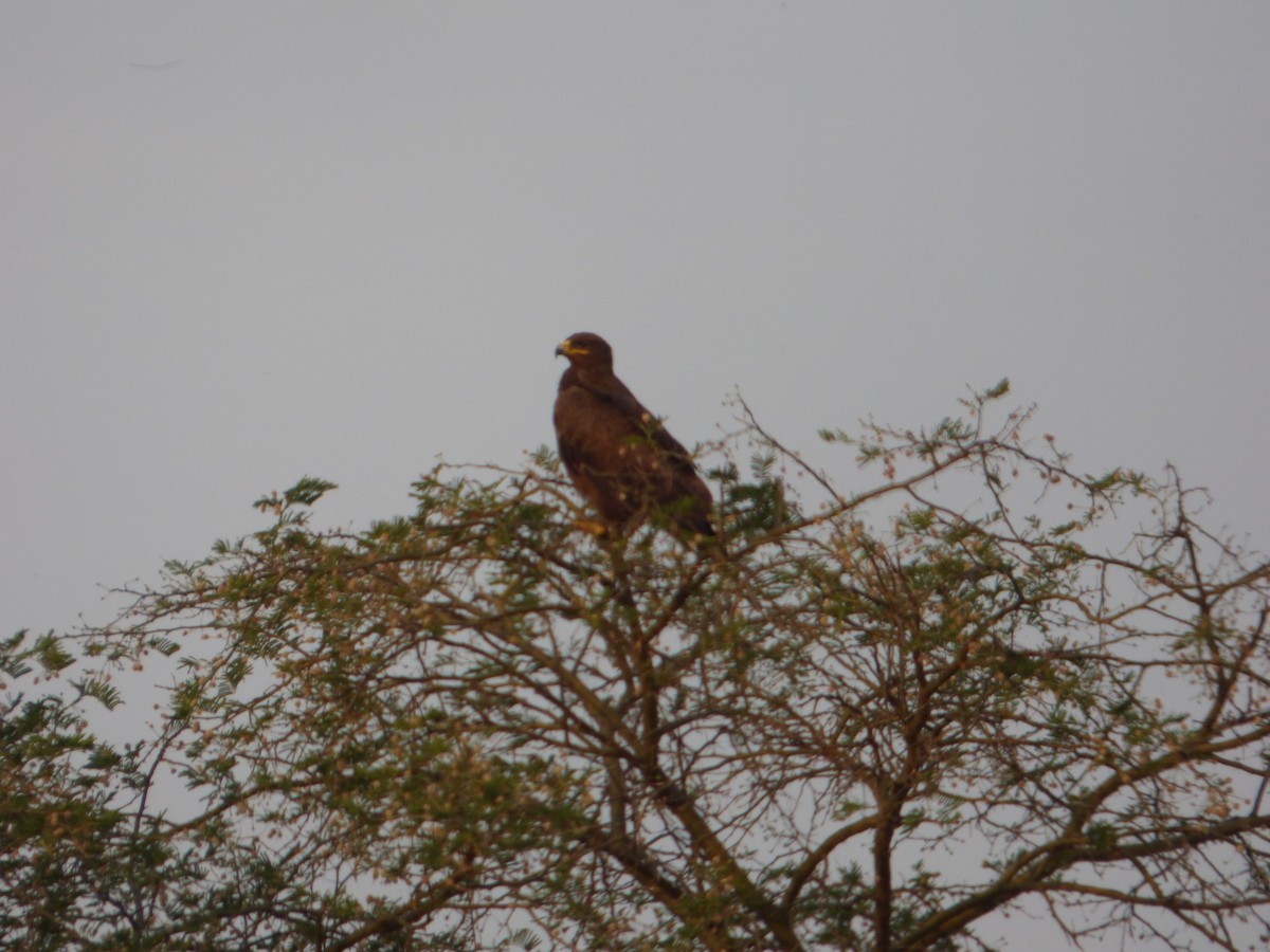 Steppe Eagle - ML147240971