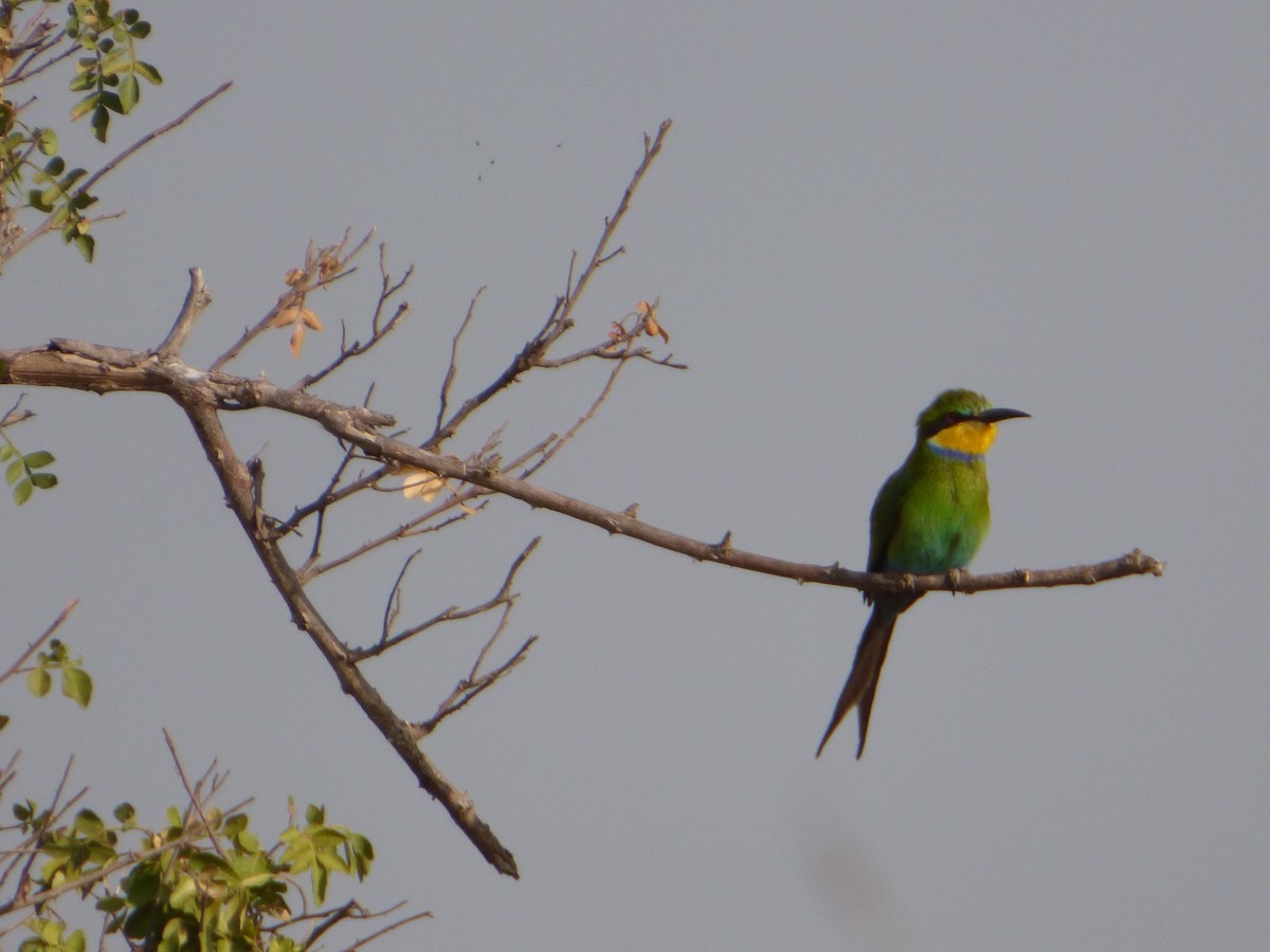 Swallow-tailed Bee-eater - Alain MATHURIN