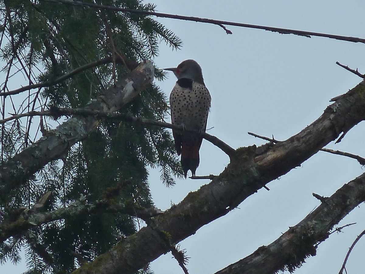 Northern Flicker - ML147242631