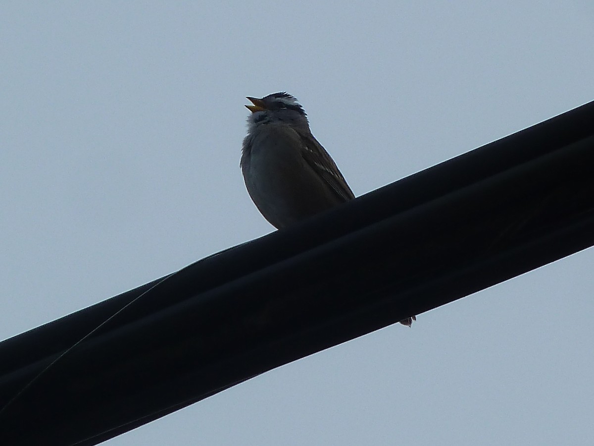 White-crowned Sparrow - Elaine Koehler