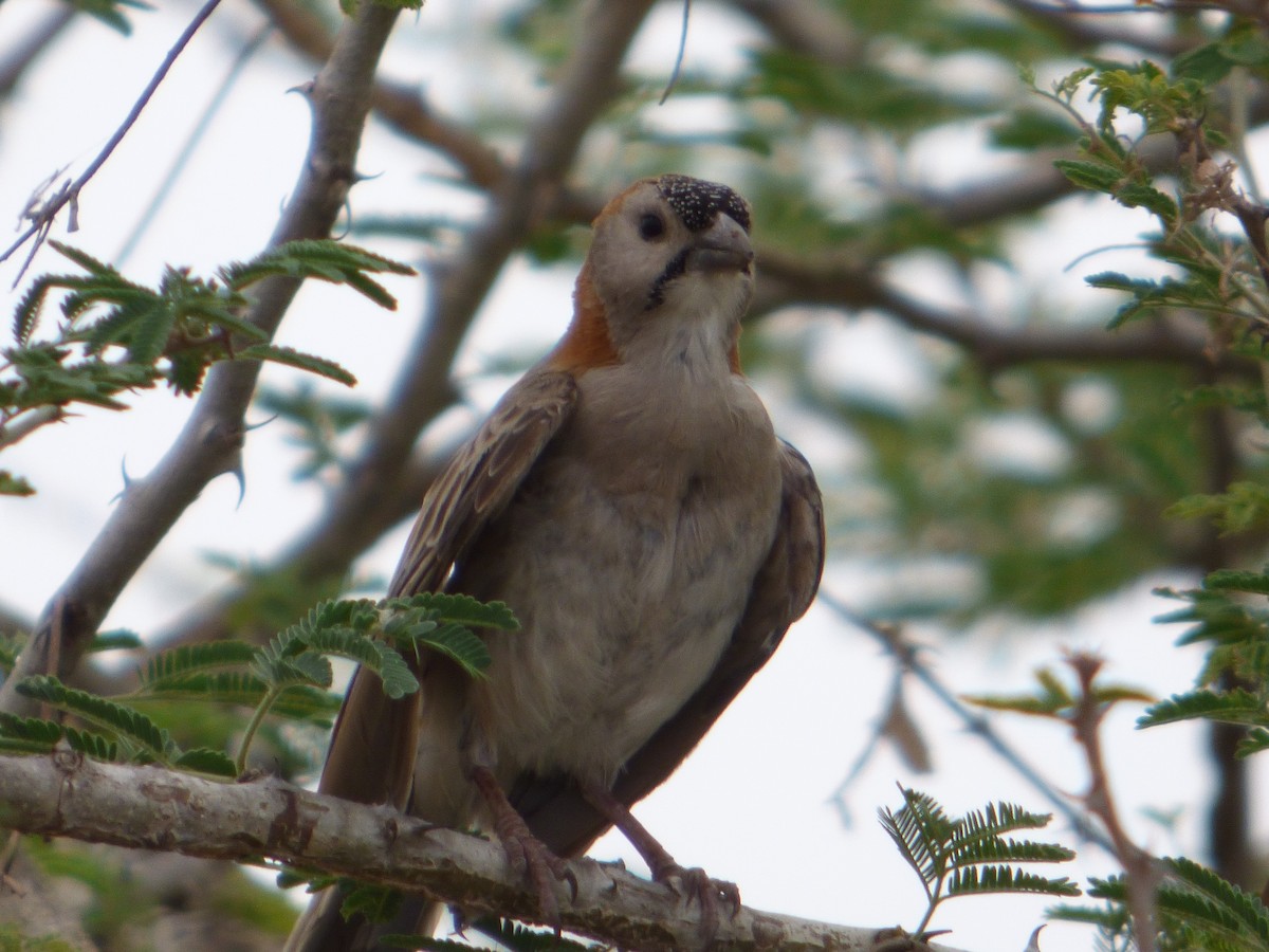 Speckle-fronted Weaver - Alain MATHURIN