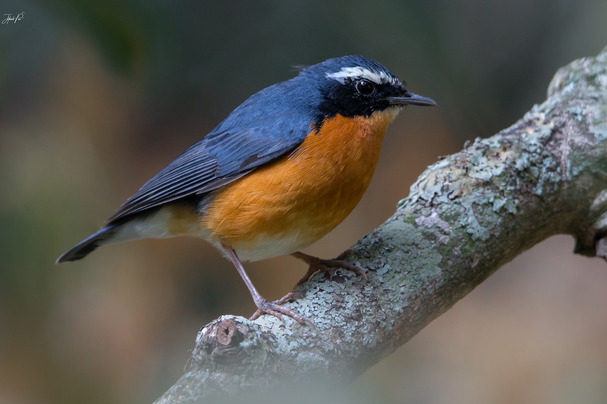 Indian Blue Robin - jithesh pai