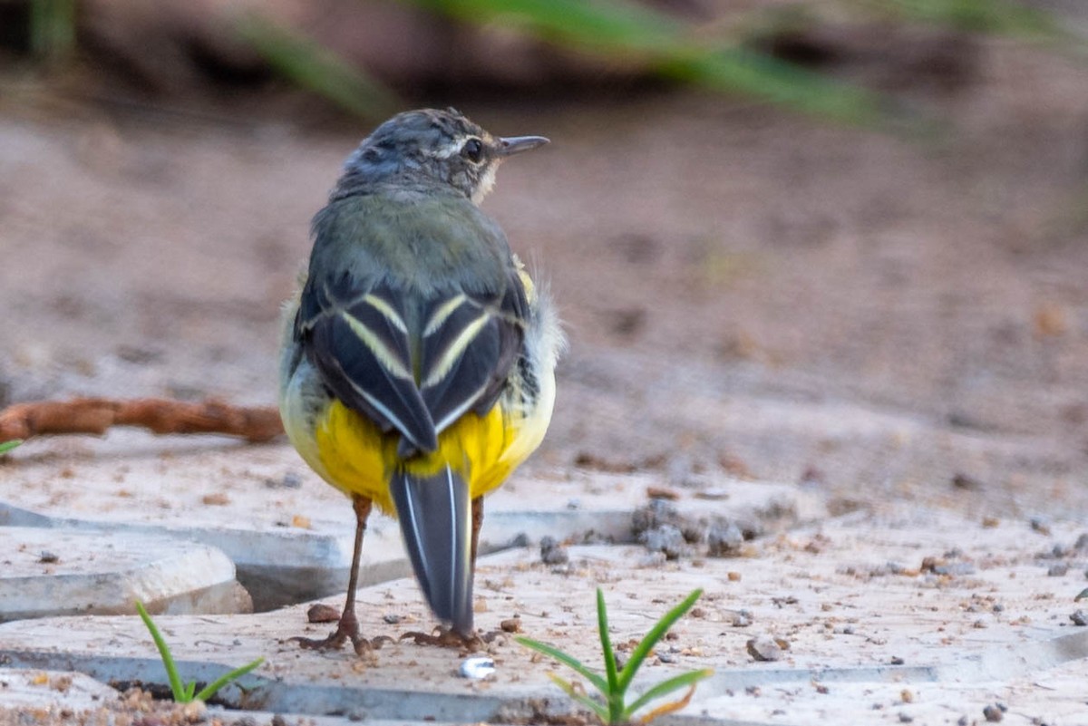 Gray Wagtail - ML147243241