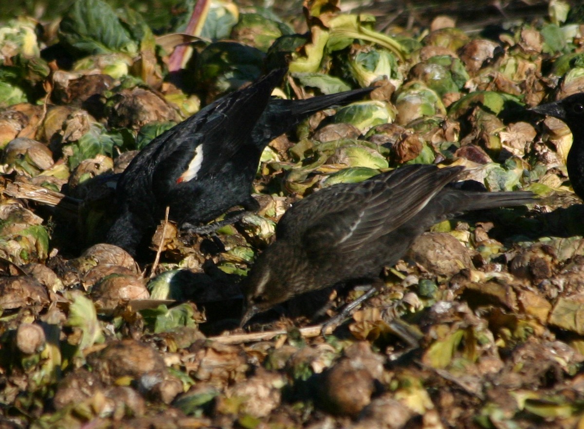 Tricolored Blackbird - Vern Bothwell