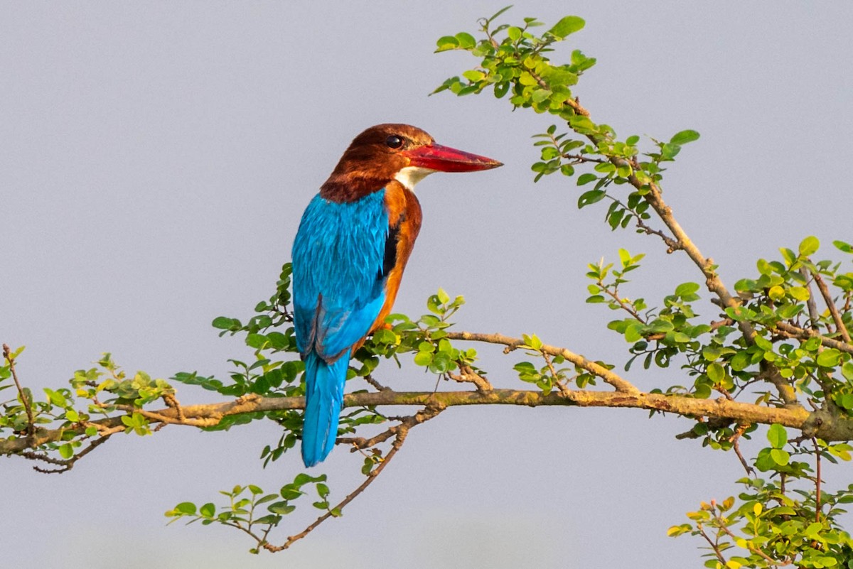 White-throated Kingfisher - ML147243381