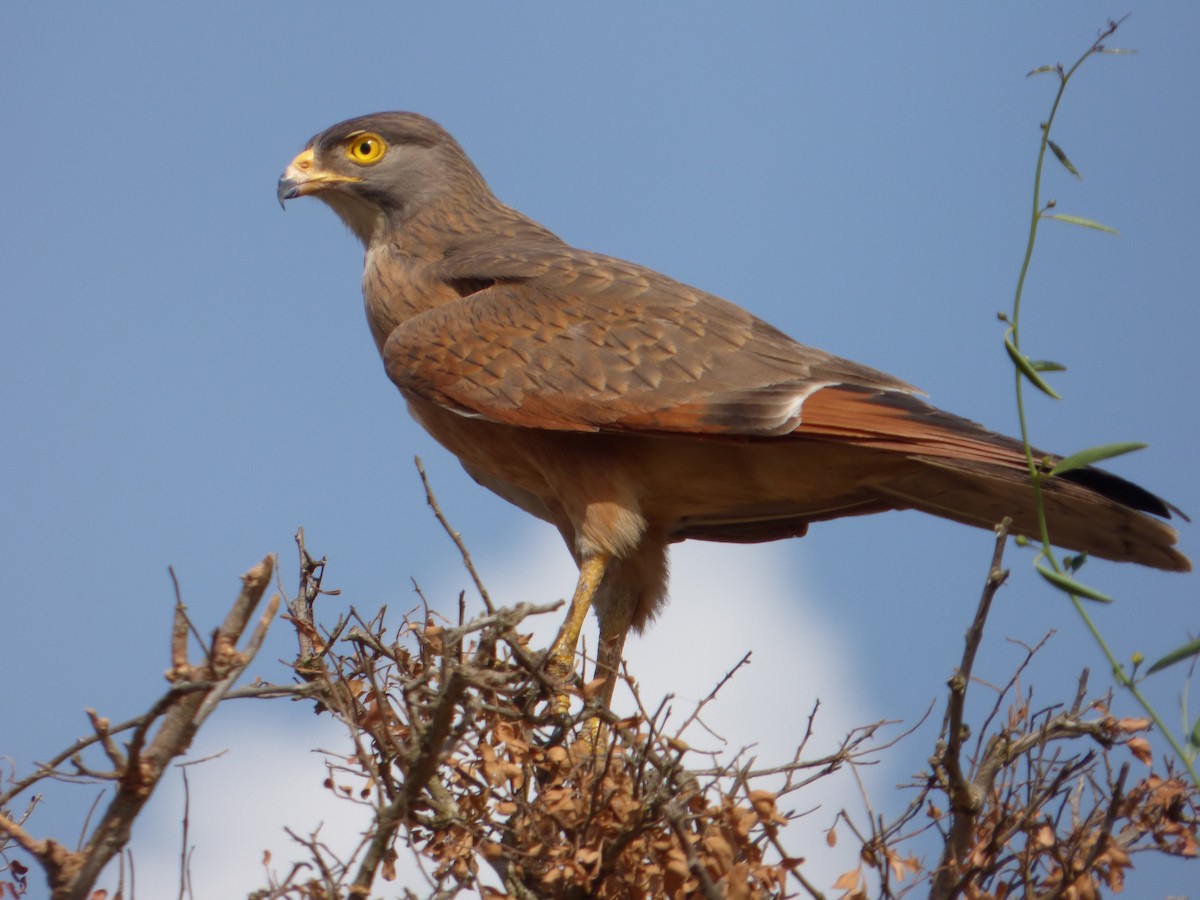 Grasshopper Buzzard - ML147243961