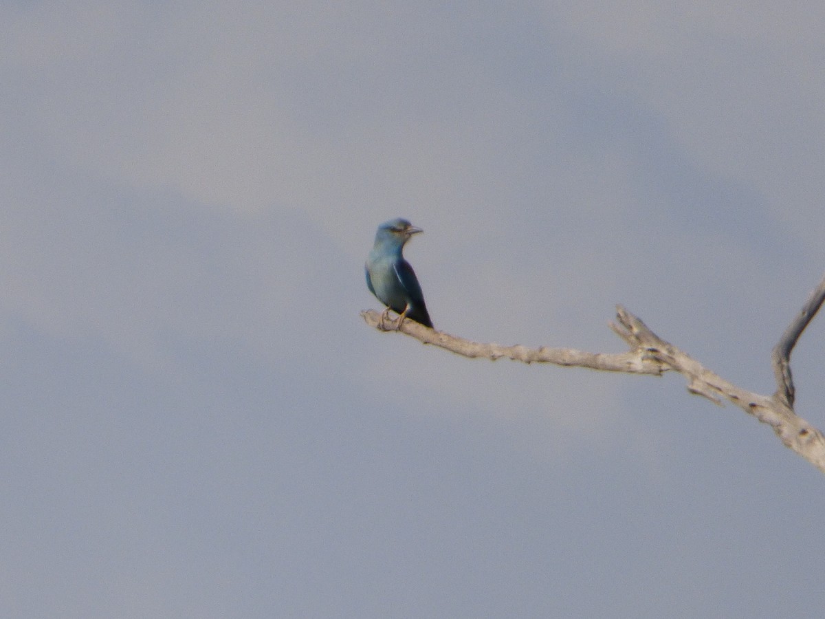 European Roller - ML147247161