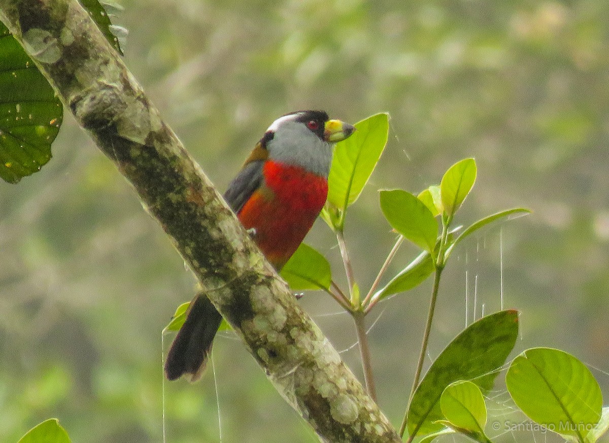 Toucan Barbet - Santiago Muñoz Bolaños