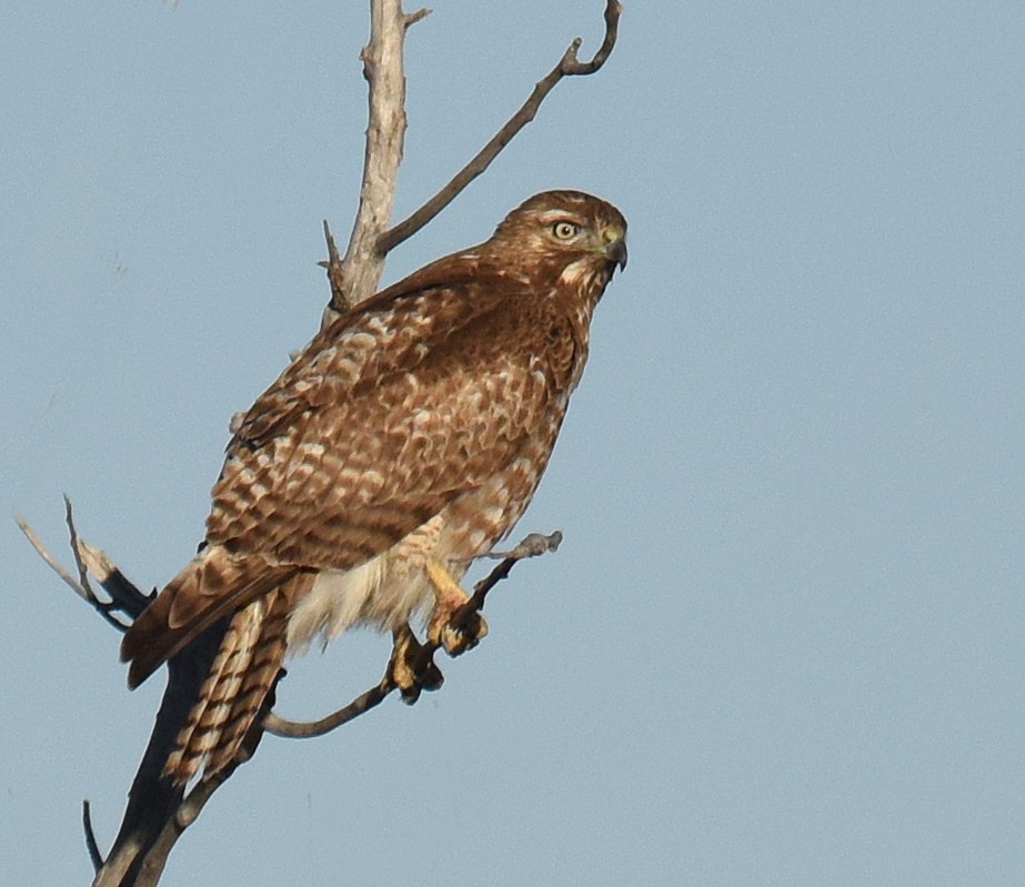 Red-tailed Hawk (borealis) - ML147251651