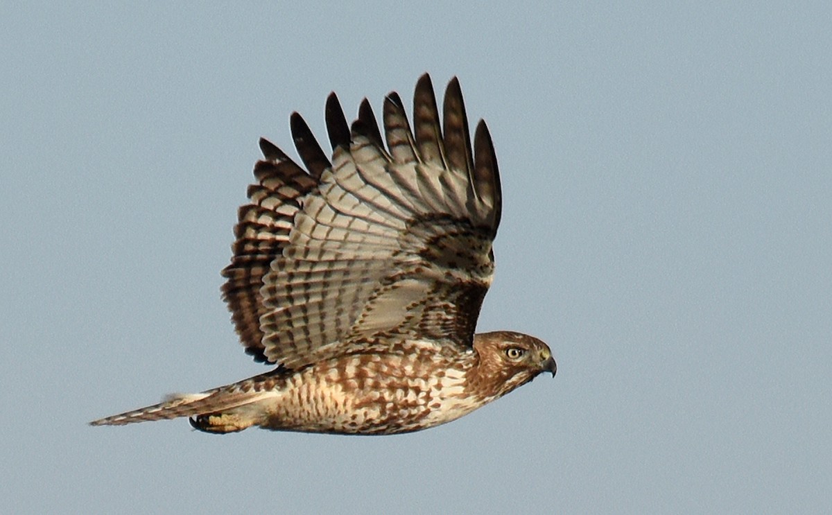 Red-tailed Hawk (borealis) - ML147251661