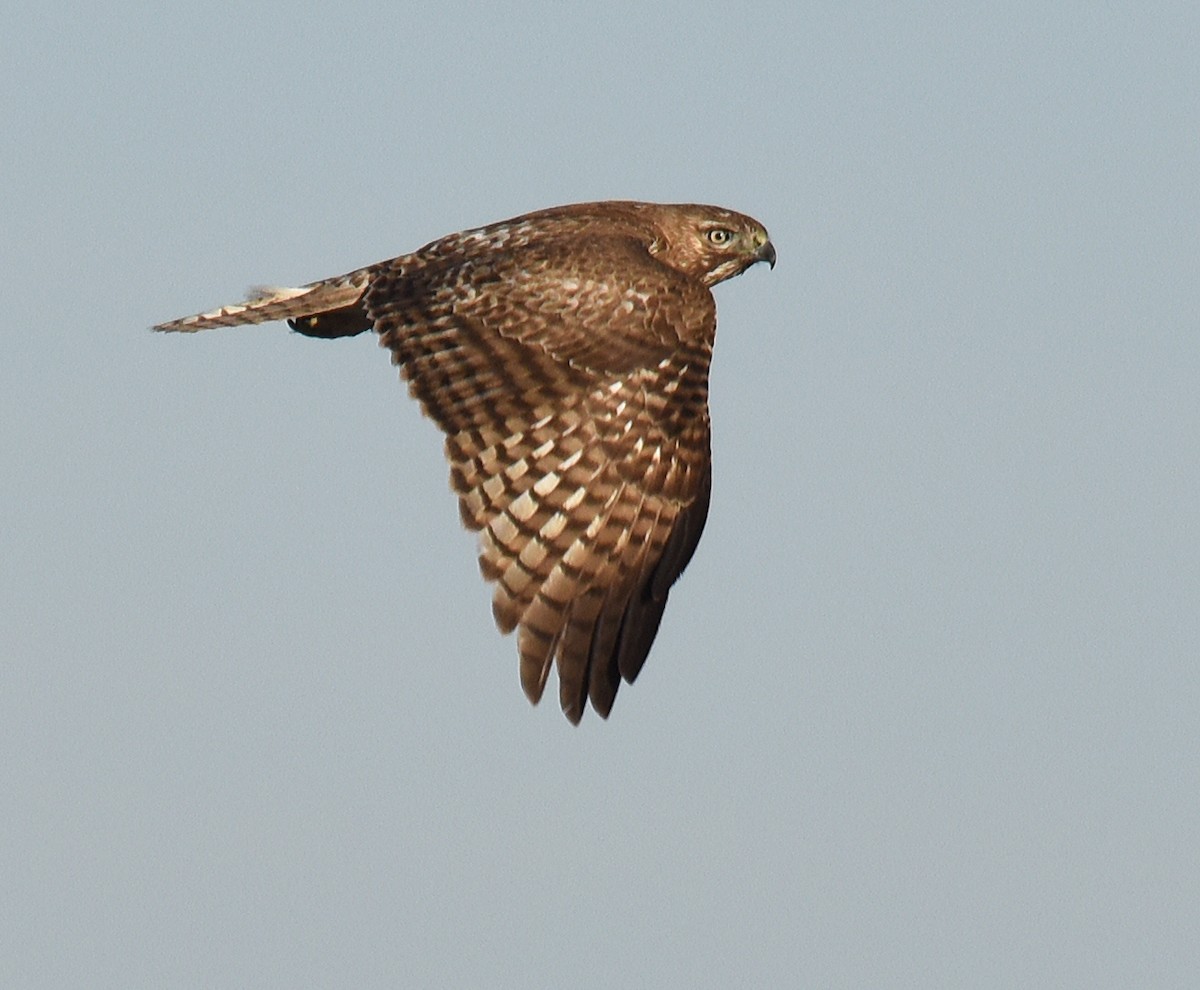 Red-tailed Hawk (borealis) - ML147251671