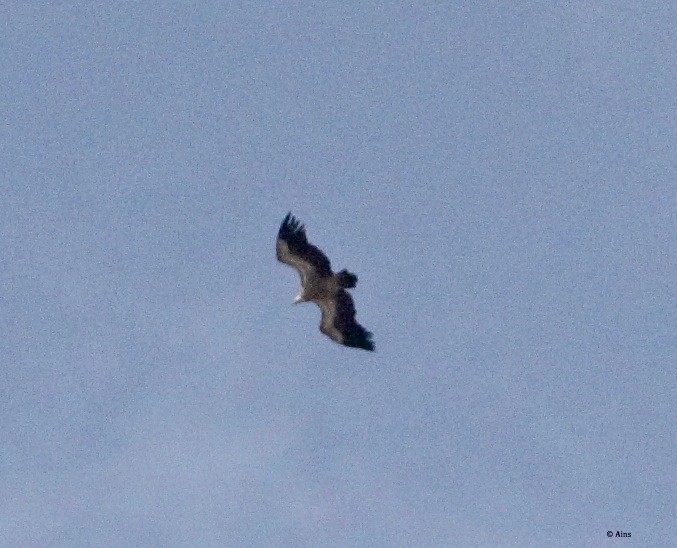 old world vulture sp. - ML147252861