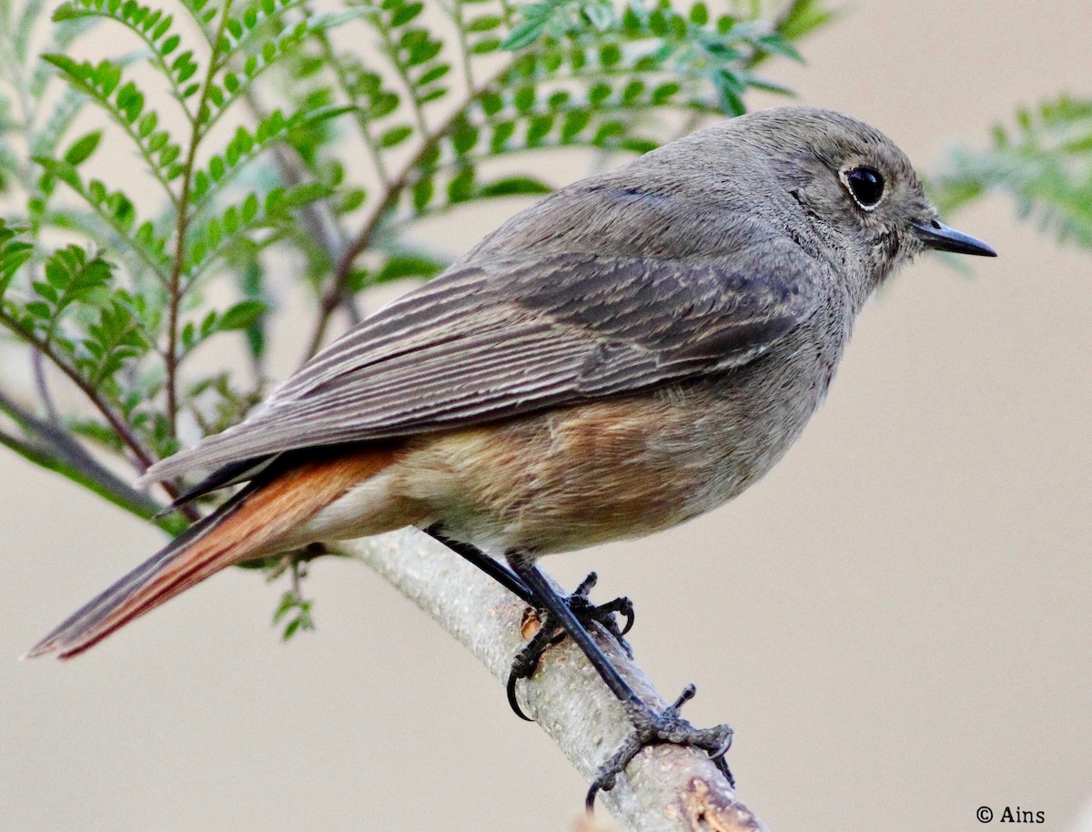 Black Redstart - ML147252981