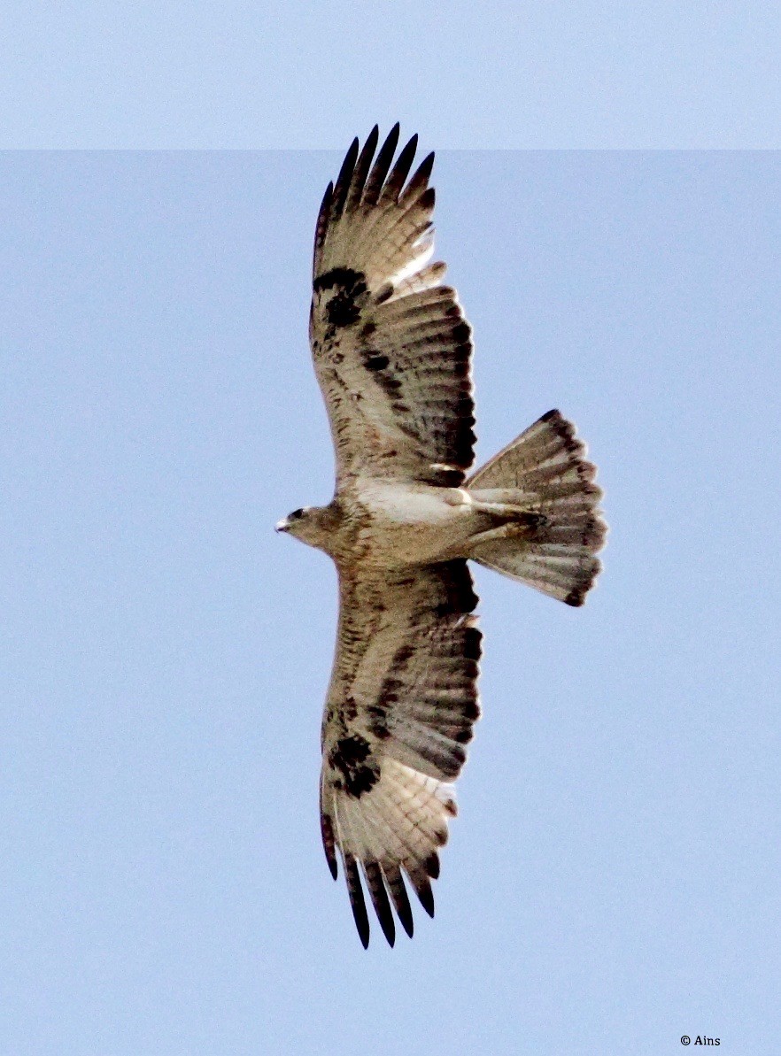 Oriental Honey-buzzard - ML147253081