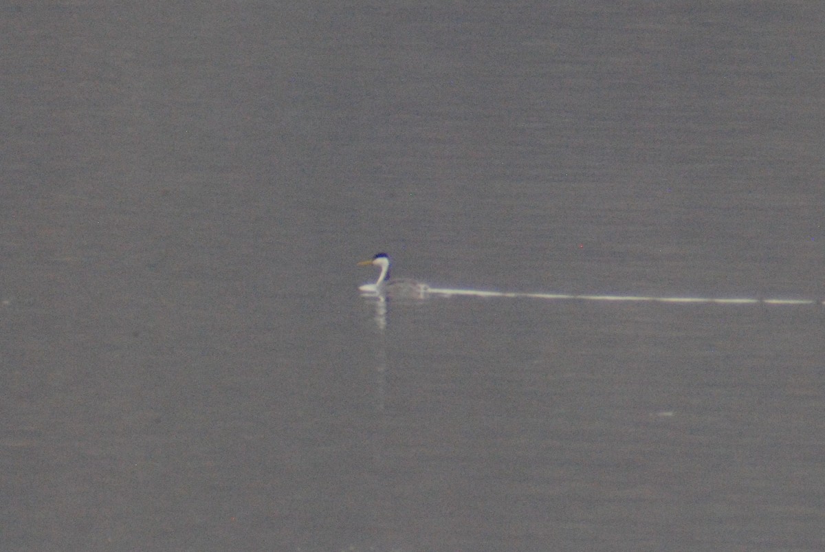 Western Grebe - ML147254141