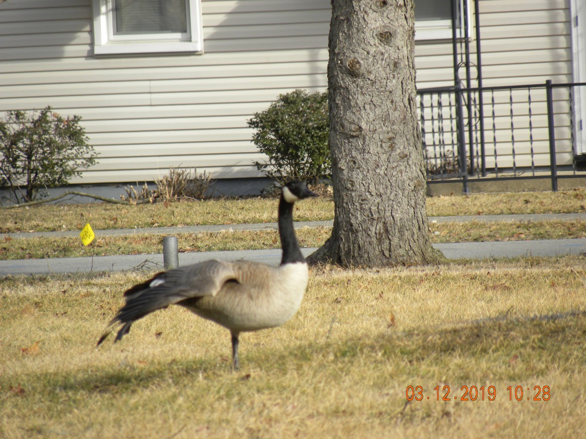 Canada Goose - ML147254761