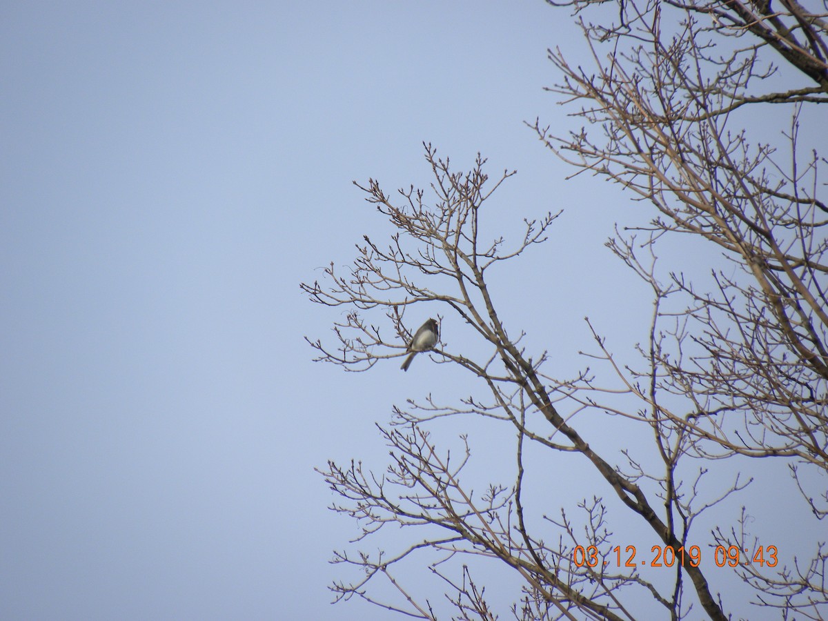 ユキヒメドリ（hyemalis／carolinensis） - ML147254901