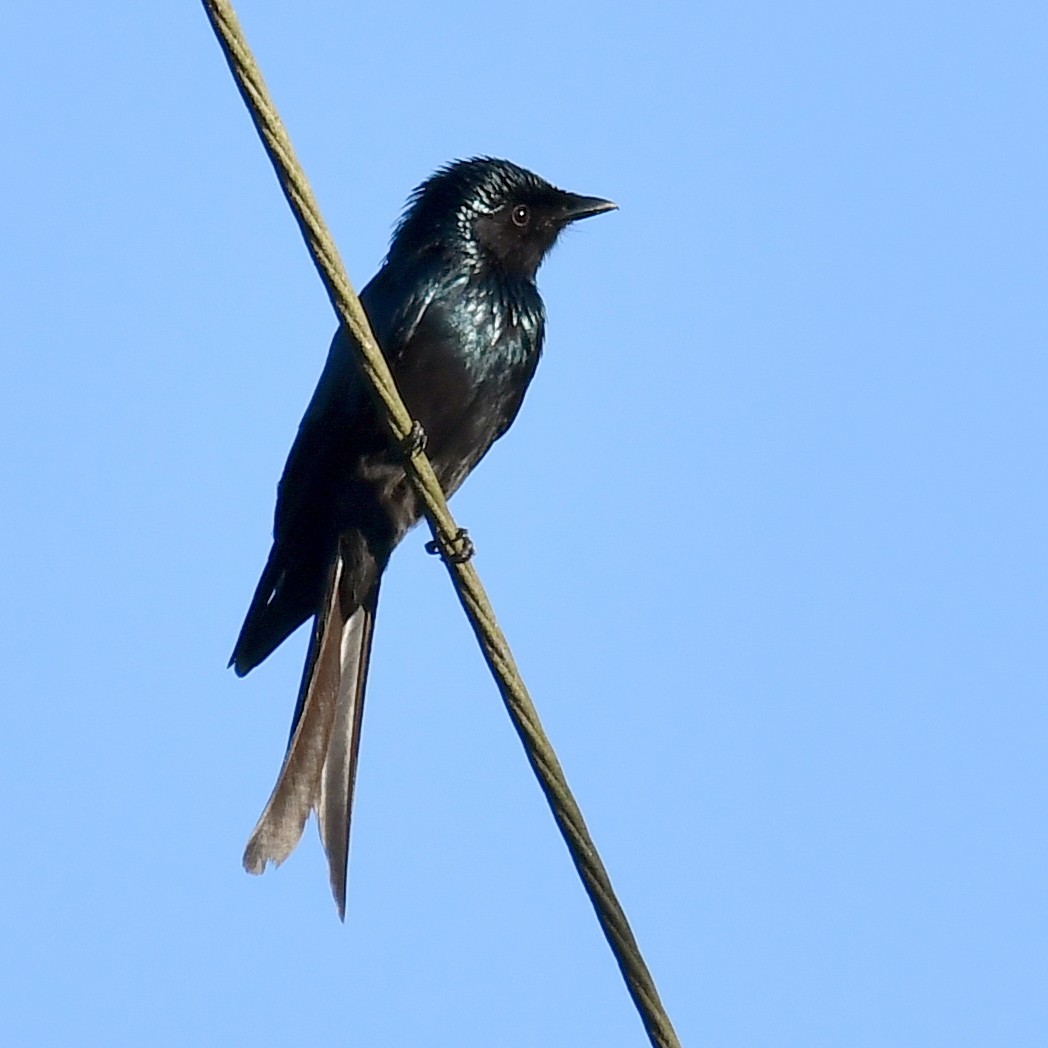 Bronzed Drongo - Jacek Betleja