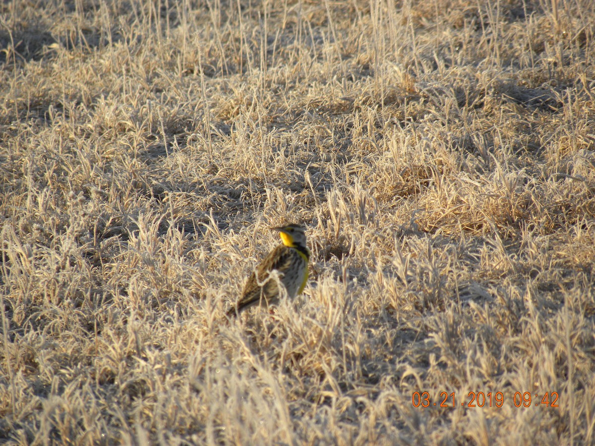 Western Meadowlark - ML147257091