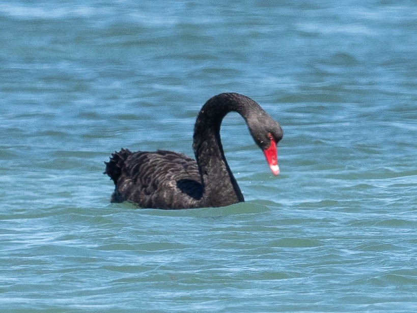 Black Swan - ML147258171