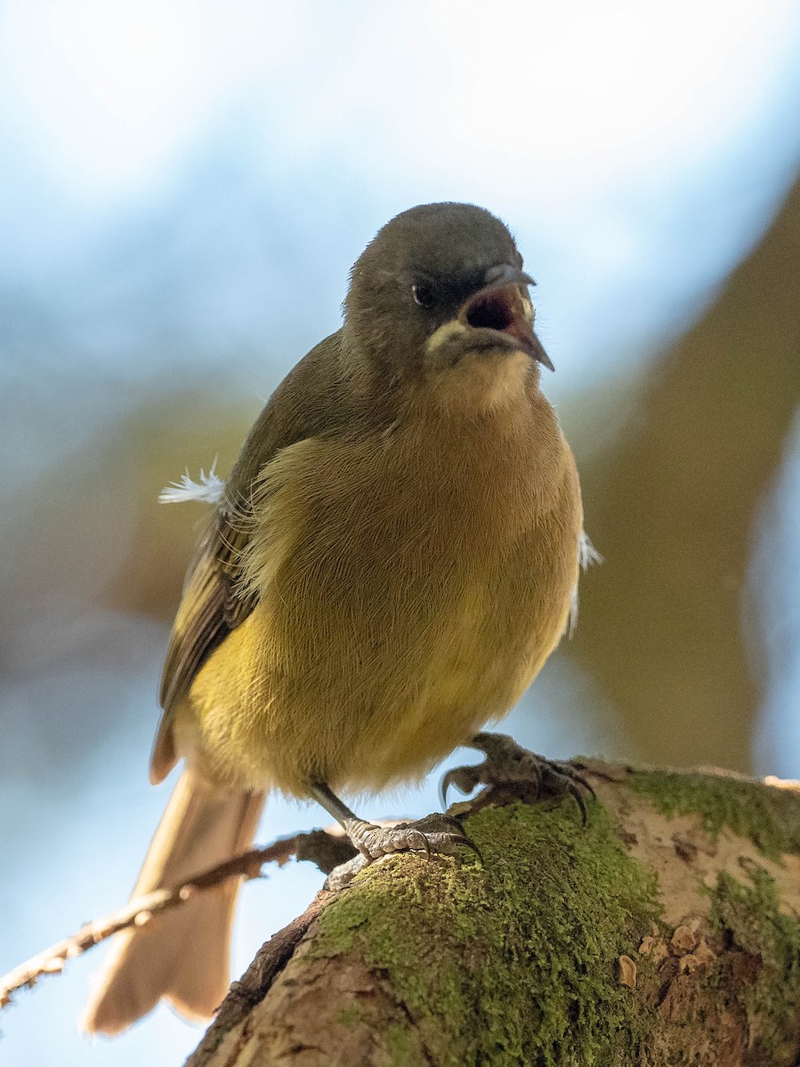 New Zealand Bellbird - ML147258501