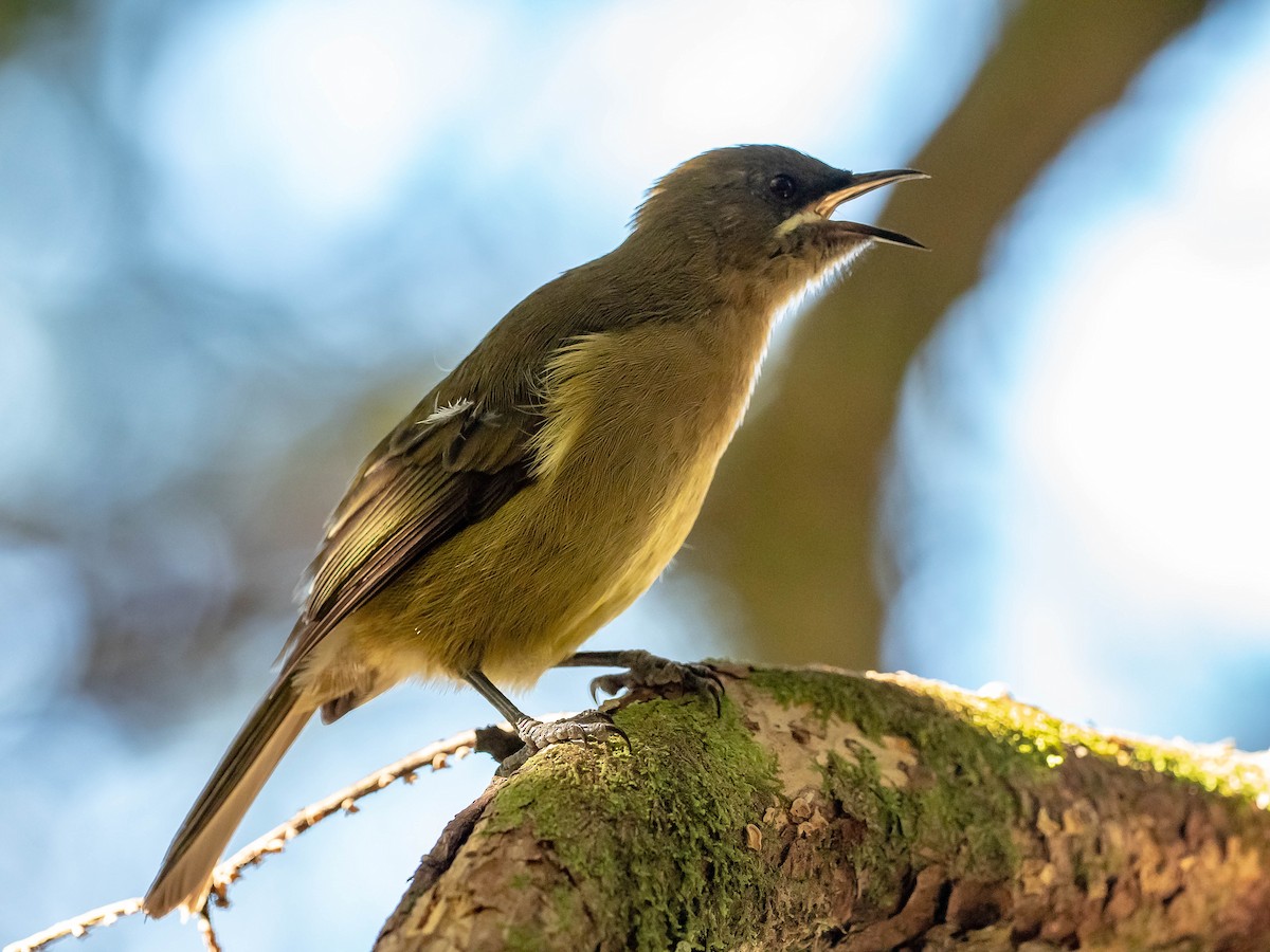 New Zealand Bellbird - ML147258551