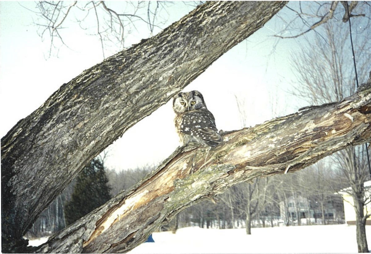 Boreal Owl - Records of Vermont Birds Data