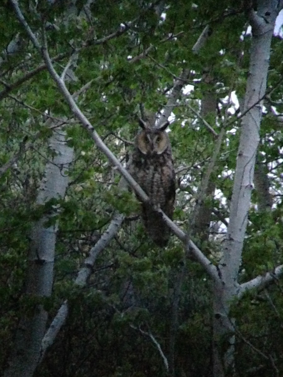 Long-eared Owl - ML147259661