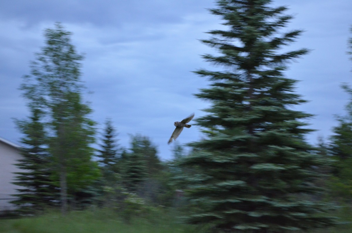 Long-eared Owl - ML147259701